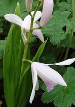 Witte japanse orchidee (Bletilla stratiata Alba) - Oeverplant - 3 losse planten - Om zelf op te potten - Vijverplanten webshop