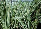 Bonte dwerg kalmoes (Acorus gramineus variegata) - Oeverplant - 3 losse planten - Om zelf op te potten - Vijverplanten Webshop