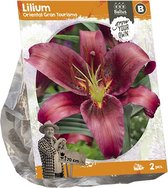 Baltus Lilium Oriental Gran Tourismo Lelie bloembollen per 2 stuks