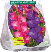 Baltus Gladiolus Bridesmaids Mix gladiolen bloembollen per 15 stuks