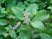 6 x Salvia Sclarea - Muskaatsalie pot 9x9cm