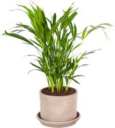Goudpalm met pot - Hoogte ↕65cm - pot ∅20cm