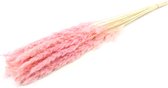 Pampas fluffy Licht Roze - 30 stuks - Droogbloemen - Dried flowers