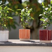 TOODAY Theeplant in pot Eva terra - tijdelijk met GRATIS doosje Localtea zwarte thee rood fruit