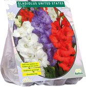 Baltus Gladiolus United States Mix gladiolen bloembollen per 15 stuks