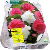 Baltus Begonia Dubbel Duo Roze met Wit bloembollen per 5 stuks