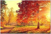 Schilderij - Autumn Afternoon (1 Part) Wide.