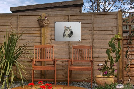 Affiche de jardin American Shorthair tacheté Argent 40x30 cm - petit - Toile de jardin / Toile d'extérieur / Peintures d'extérieur (décoration de jardin)