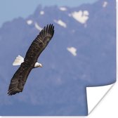 Poster Amerikaanse zee arend - Adelaar - Vliegende - Vleugels - Vogels - 75x75 cm