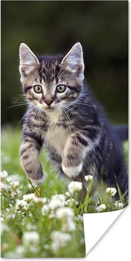 Affiche Un chaton dans un champ de trèfle - 20x40 cm