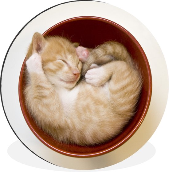 WallCircle - Wandcirkel - Muurcirkel - Een kitten in een rode kom - Aluminium - Dibond - ⌀ 30 cm - Binnen en Buiten