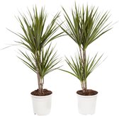Dracaena Marginata - Hoogte ↕ 75cm - Pot ∅ 17cm