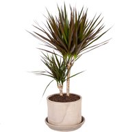 Dracaena Margenta in pot - Hoogte ↕ 80cm - Pot ∅ 20cm