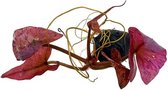 Nymphaea zenkeri (Rode Tijgerlotus)