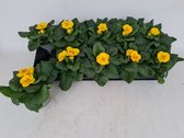 Voorjaarsbloemen: Primula Acaulis Geel 12 stuks