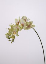 Kunstbloem - set van 2  - Phalaenopsis orchidee - decoratieve tak -  70 cm - groen