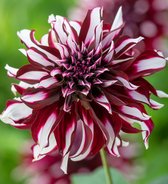 Dahlia Tartan 3 stuks