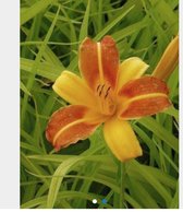6 x Hemerocallis 'Frans Hals' - Daglelie pot 9x9cm