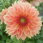 Dahlia Libeccio 3 stuks