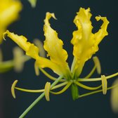 Gloriosa Lutea