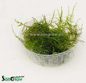 Taiwan moss (Taxiphyllum alternans) - Epaqvitro 100 ml cup