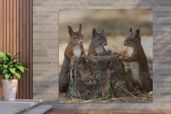 Cadre photo avec affiche - Bois - Écureuil - Fleurs - 120x80 cm - Cadre  pour affiche