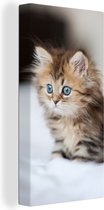 Canvas Schilderij Schattige Perzische kitten - 40x80 cm - Wanddecoratie