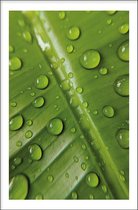 Walljar - Leaf Water Drops - Muurdecoratie - Poster