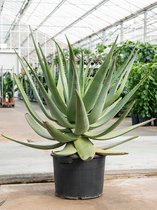 Aloe Wickensii Hybrid 100 cm kamerplant