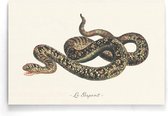 Walljar - Le Serpent - Dieren poster