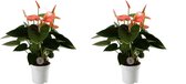 Duo Anthurium Spirit ↨ 30cm - 2 stuks - hoge kwaliteit planten