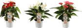 Anthurium Mix White, Red and Pink Champion ↨ 30cm - 3 stuks - hoge kwaliteit planten