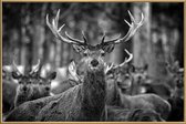 JUNIQE - Poster met kunststof lijst The Stag -30x45 /Kleurrijk