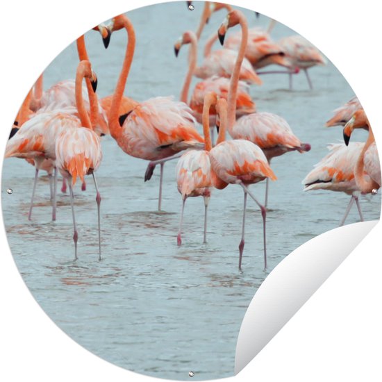 Tuincirkel Een groep flamingo's in het water - Tuinposter