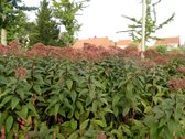 6 x Eupatorium maculatum ‘Riesenschirm’ - Leverkruid - pot 9 x 9 cm