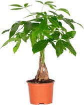 Pachira Aquatica - Geldboom - Kamerplant - Onderhoudsvriendelijk - ⌀12 cm - 25-35 cm