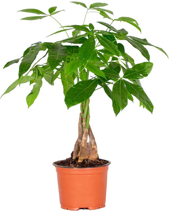 Pachira Aquatica | Geldboom per stuk - Kamerplant in kwekerspot ⌀12 cm - ↕30 cm