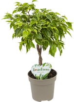 Lovin Green - Ficus Lucky - Ficus Benjamina - Ø 12 cm - ↕ Hoogte: 25-35cm – Vensterbank - Kleine kamerplant