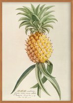 Poster Ananas - Planten - Botanisch - 50 x 70 cm - Wanddecoratie - Muurdecoratie - Slaapkamer - Woonkamer