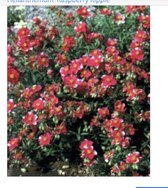 6 x Helianthemum 'Raspberry Ripple' - ZONNEROOSJE - pot 9 x 9 cm