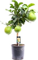 Citrus Maxima op stam ↨ 85cm - hoge kwaliteit planten