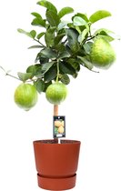 Citrus Maxima op stam in ELHO outdoor sierpot Greenville Rond (brique) ↨ 85cm - hoge kwaliteit planten