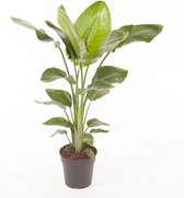 Strelitzia Nicolai ↨ 100cm - hoge kwaliteit planten