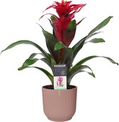 Decorum Guzmania Optima in ELHO ® Vibes Fold Rond (delicaat roze) ↨ 40cm - planten - binnenplanten - buitenplanten - tuinplanten - potplanten - hangplanten - plantenbak - bomen - p