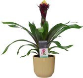 Decorum Guzmania Alto in ELHO ® Vibes Fold Rond (botergeel) ↨ 55cm - planten - binnenplanten - buitenplanten - tuinplanten - potplanten - hangplanten - plantenbak - bomen - planten