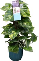 Scindapsus Mosstok 50 cm in ELHO Vibes Fold Rond (diepblauw) ↨ 50cm - hoge kwaliteit planten