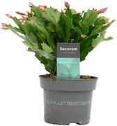 Decorum Schlumbergera purple ↨ 30cm - planten - binnenplanten - buitenplanten - tuinplanten - potplanten - hangplanten - plantenbak - bomen - plantenspuit