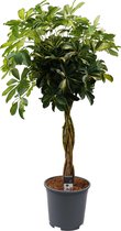 Schefflera Gold Capella multivlecht ↨ 125cm - hoge kwaliteit planten