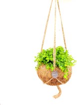 Kokodama Pilea Depressa ↨ 20cm - hoge kwaliteit planten