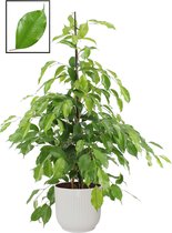 Ficus benjamina ‘Exotica’ in ELHO Vibes Fold Rond sierpot  (zijdewit) ↨ 105cm - planten - binnenplanten - buitenplanten - tuinplanten - potplanten - hangplanten - plantenbak - bomen - planten